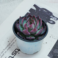 5'' Echeveria Agavoides Casio, Rare Live Succulent Plants