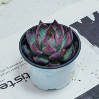 5'' Echeveria Agavoides Casio, Rare Live Succulent Plants