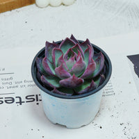 5'' Echeveria Agavoides Casio, Rare Live Succulent Plants
