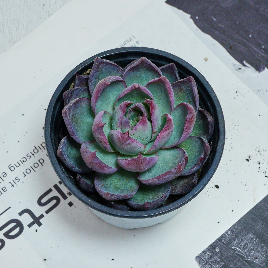 5'' Echeveria Agavoides Casio, Rare Live Succulent Plants