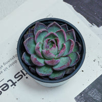 5'' Echeveria Agavoides Casio, Rare Live Succulent Plants