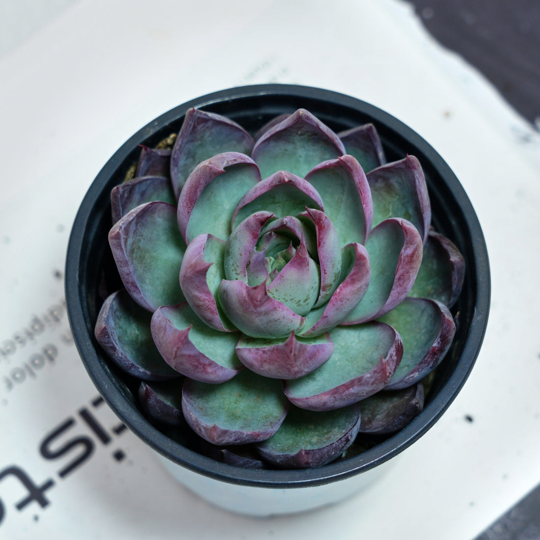5'' Echeveria Agavoides Casio, Rare Live Succulent Plants