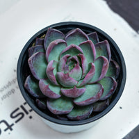 5'' Echeveria Agavoides Casio, Rare Live Succulent Plants
