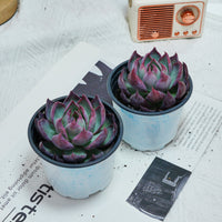 5'' Echeveria Agavoides Casio, Rare Live Succulent Plants