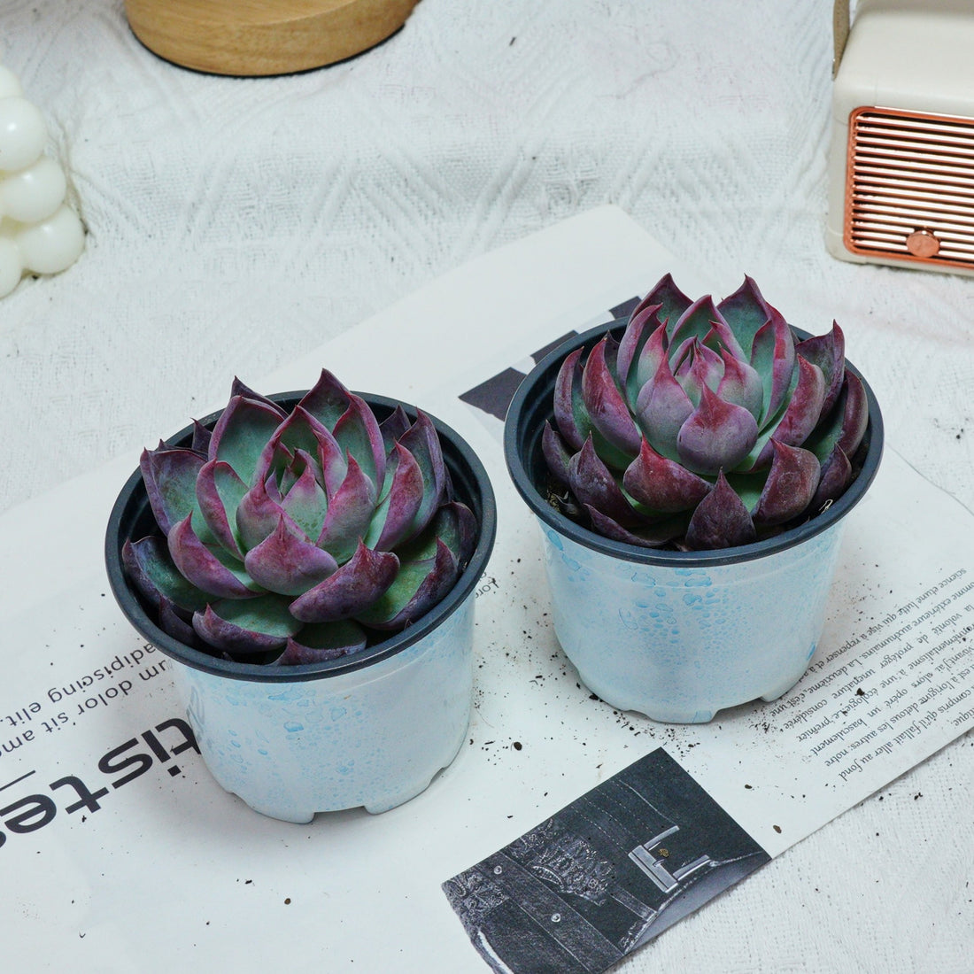 5'' Echeveria Agavoides Casio, Rare Live Succulent Plants