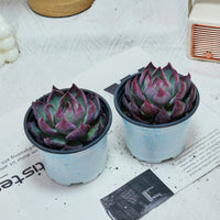 5'' Echeveria Agavoides Casio, Rare Live Succulent Plants