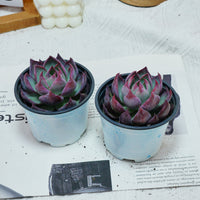 5'' Echeveria Agavoides Casio, Rare Live Succulent Plants