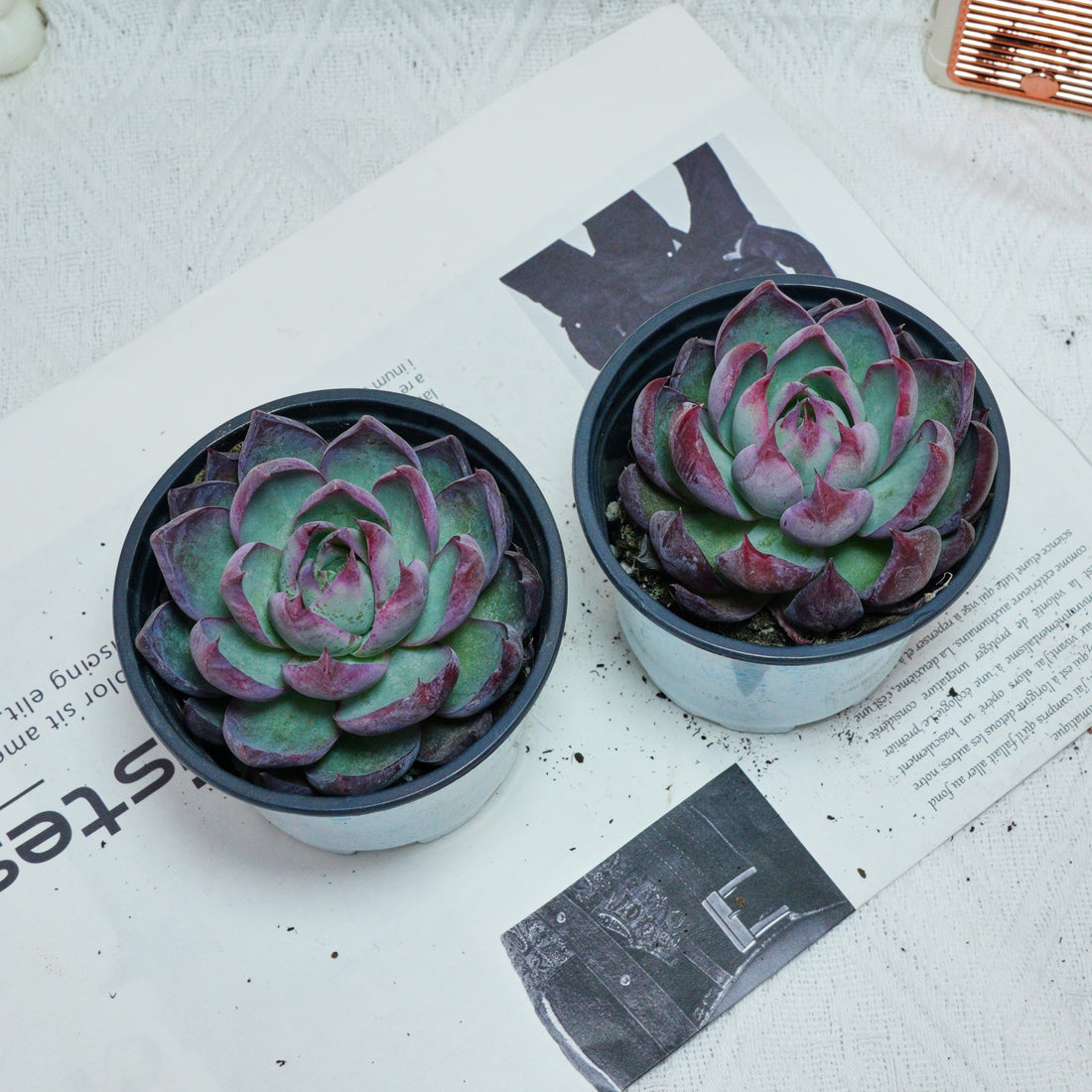 5'' Echeveria Agavoides Casio, Rare Live Succulent Plants