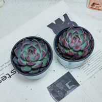 5'' Echeveria Agavoides Casio, Rare Live Succulent Plants