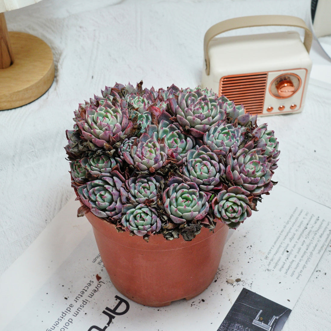 6'' Echeveria Mini Hook, Rare Live Succulent Plants