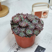 6'' Echeveria Mini Hook, Rare Live Succulent Plants