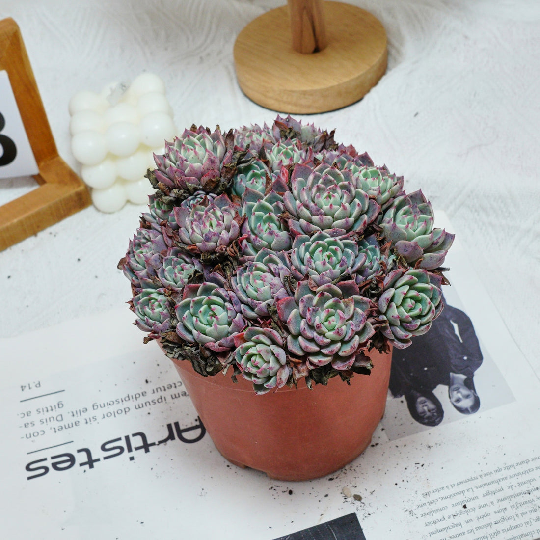 6'' Echeveria Mini Hook, Rare Live Succulent Plants