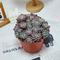 6'' Echeveria Mini Hook, Rare Live Succulent Plants