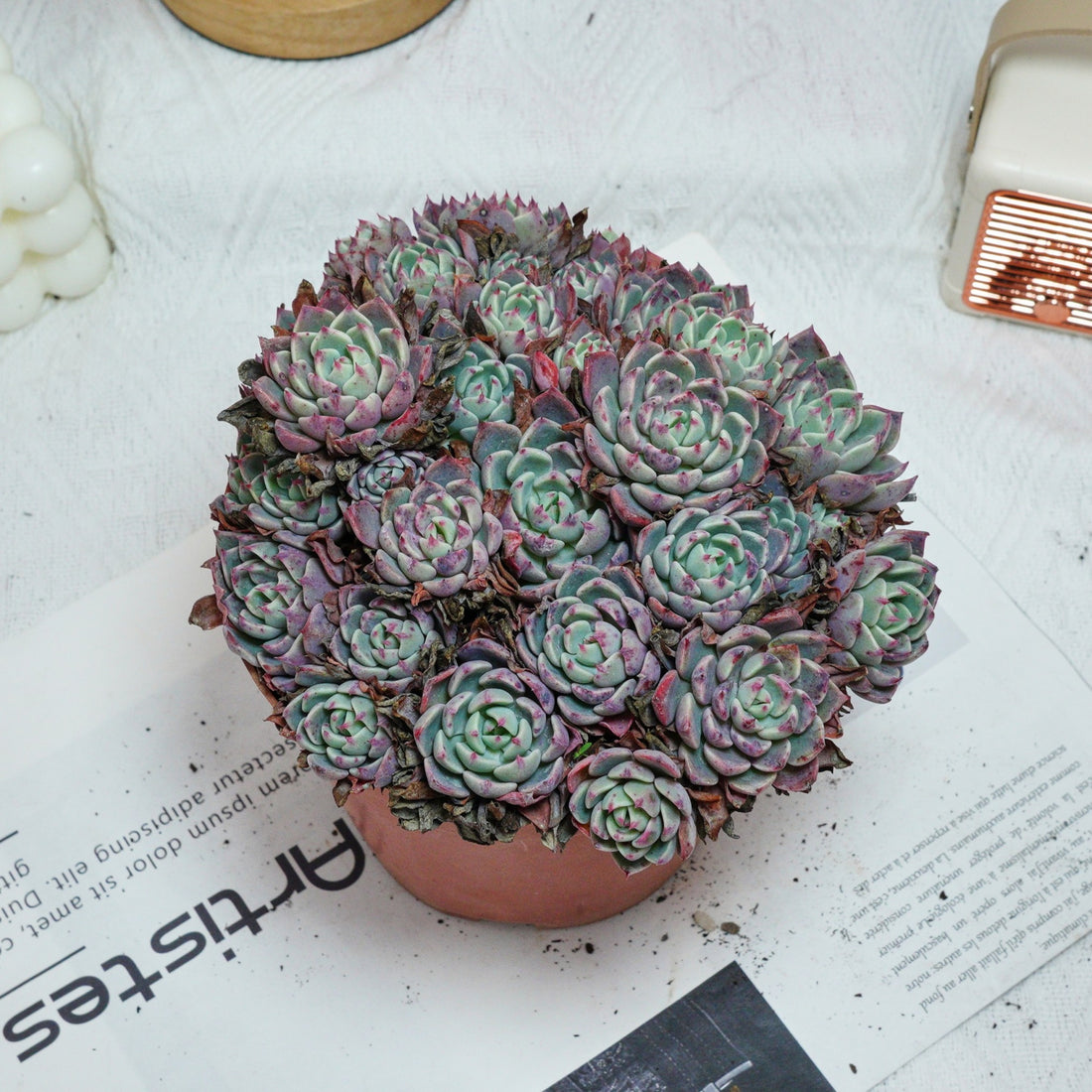 6'' Echeveria Mini Hook, Rare Live Succulent Plants
