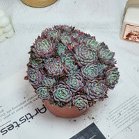 6'' Echeveria Mini Hook, Rare Live Succulent Plants