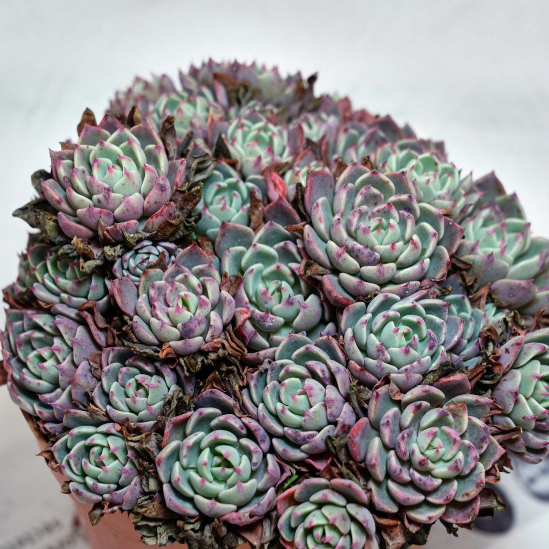 6'' Echeveria Mini Hook, Rare Live Succulent Plants