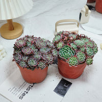 6'' Echeveria Mini Hook, Rare Live Succulent Plants