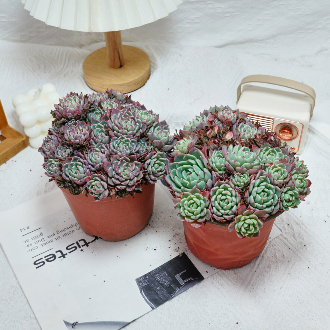 6'' Echeveria Mini Hook, Rare Live Succulent Plants