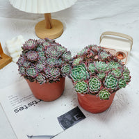 6'' Echeveria Mini Hook, Rare Live Succulent Plants