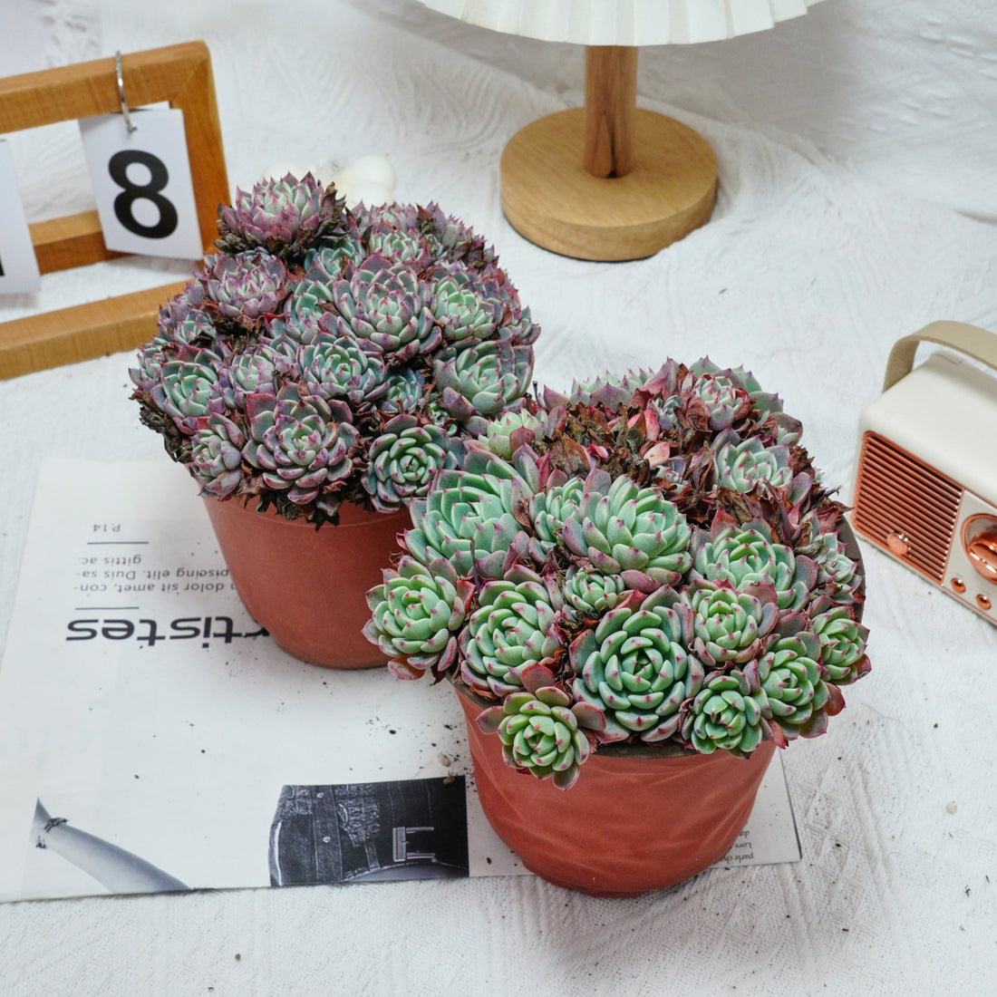 6'' Echeveria Mini Hook, Rare Live Succulent Plants