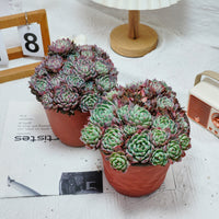 6'' Echeveria Mini Hook, Rare Live Succulent Plants