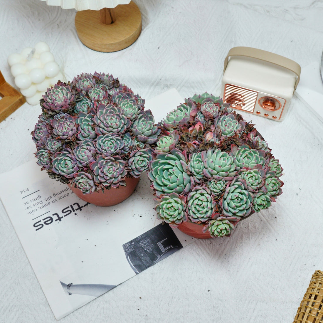 6'' Echeveria Mini Hook, Rare Live Succulent Plants
