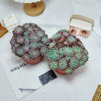6'' Echeveria Mini Hook, Rare Live Succulent Plants