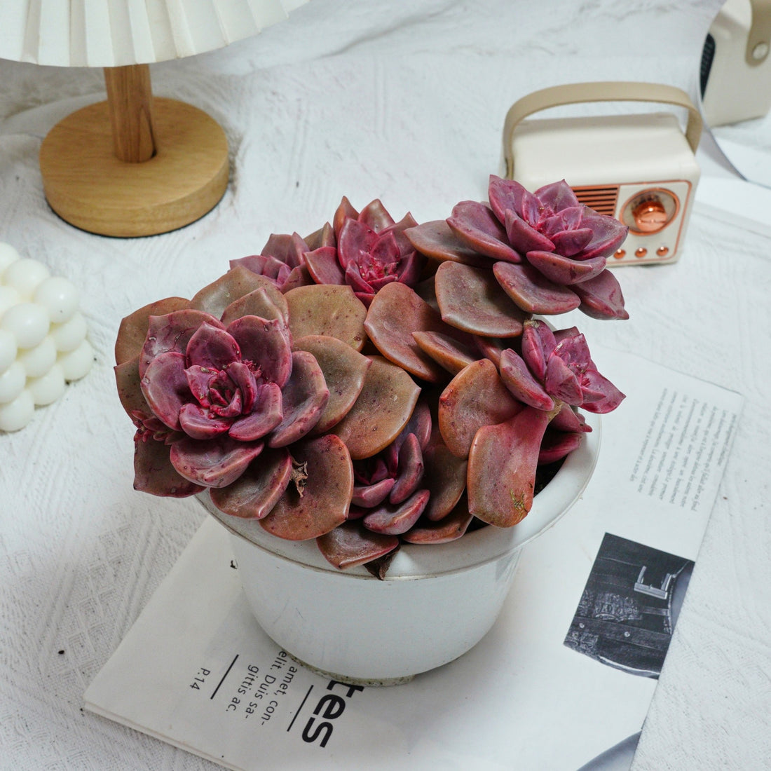 7'' Echeveria Colored Glaze Cup, Rare Live Succulent Plants