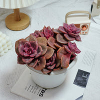 7'' Echeveria Colored Glaze Cup, Rare Live Succulent Plants