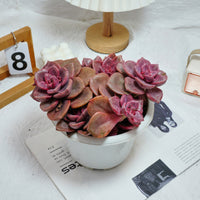 7'' Echeveria Colored Glaze Cup, Rare Live Succulent Plants