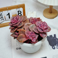 7'' Echeveria Colored Glaze Cup, Rare Live Succulent Plants