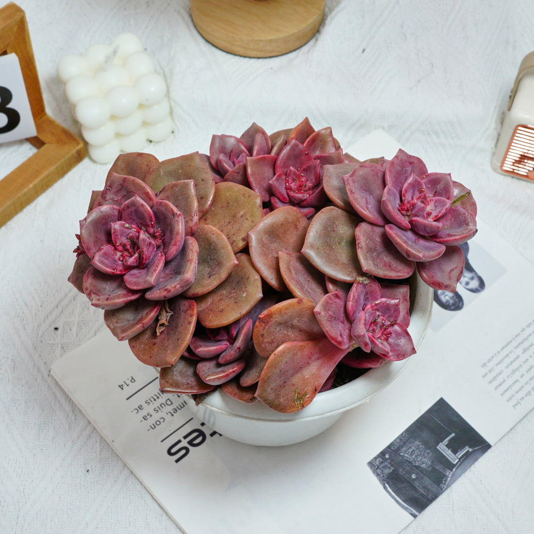 7'' Echeveria Colored Glaze Cup, Rare Live Succulent Plants
