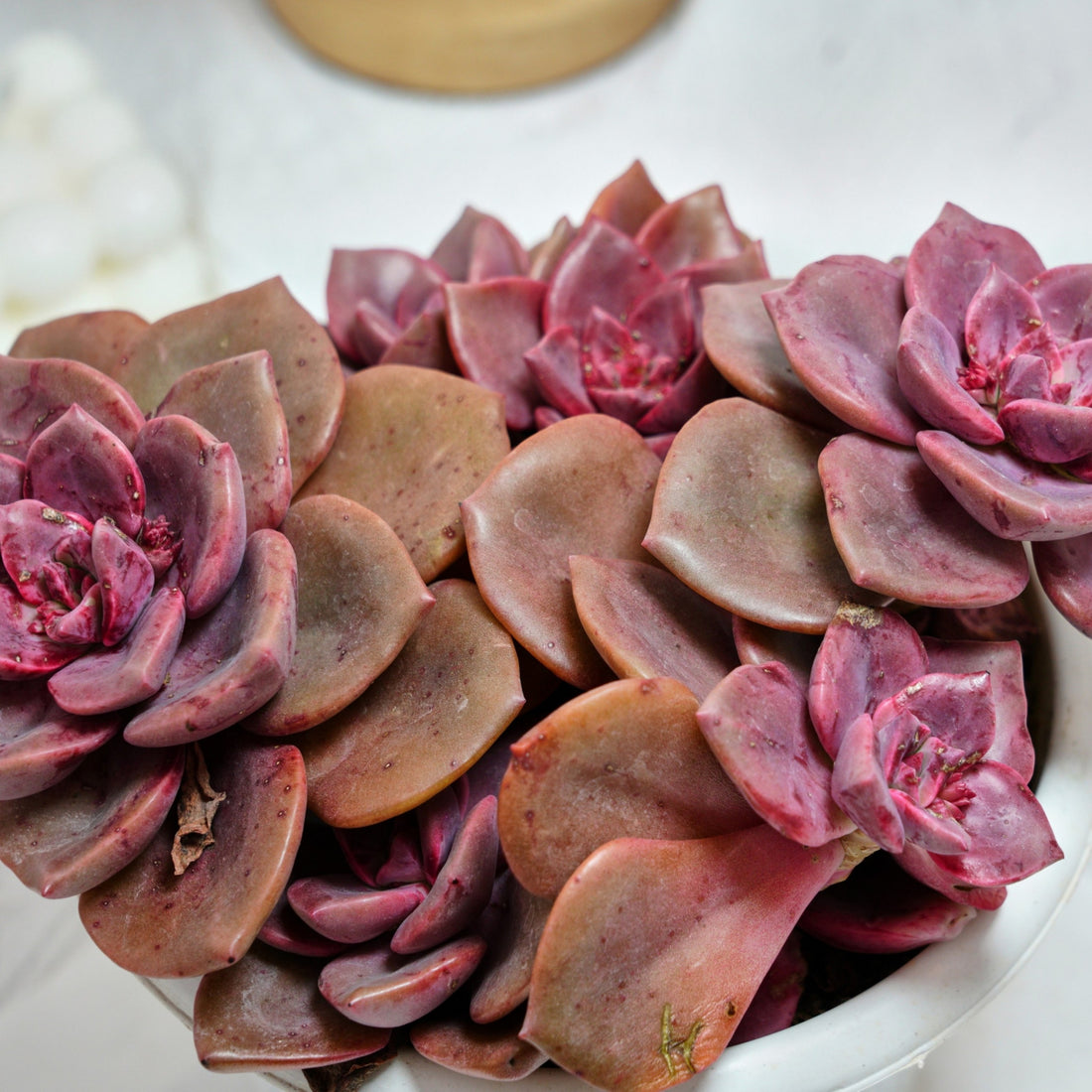 7'' Echeveria Colored Glaze Cup, Rare Live Succulent Plants