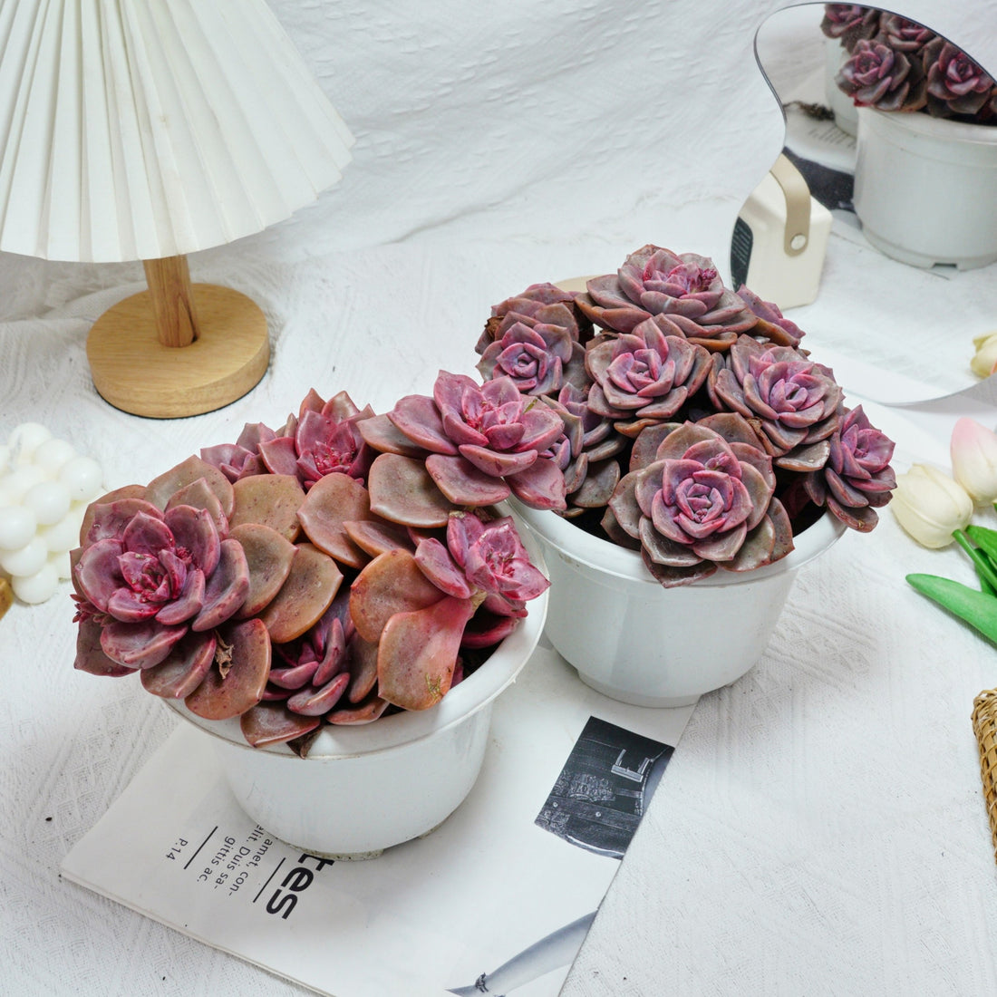 7'' Echeveria Colored Glaze Cup, Rare Live Succulent Plants