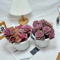 7'' Echeveria Colored Glaze Cup, Rare Live Succulent Plants