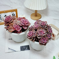 7'' Echeveria Colored Glaze Cup, Rare Live Succulent Plants