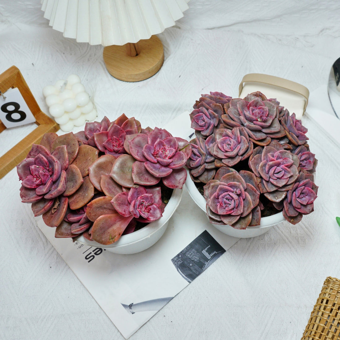 7'' Echeveria Colored Glaze Cup, Rare Live Succulent Plants
