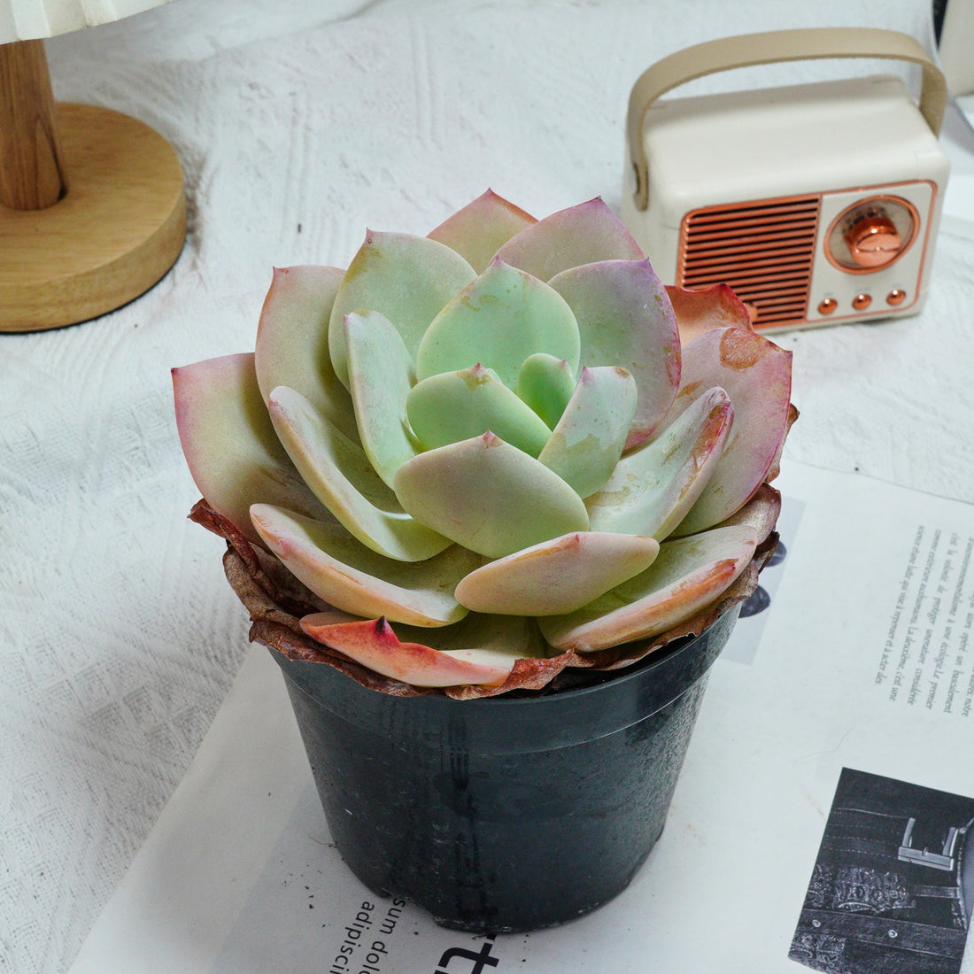 6'' Echeveria Hakuhou, Rare Live Succulent Plants