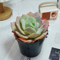 6'' Echeveria Hakuhou, Rare Live Succulent Plants