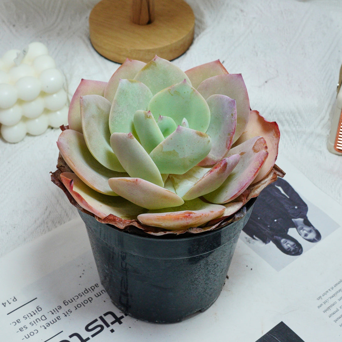 6'' Echeveria Hakuhou, Rare Live Succulent Plants