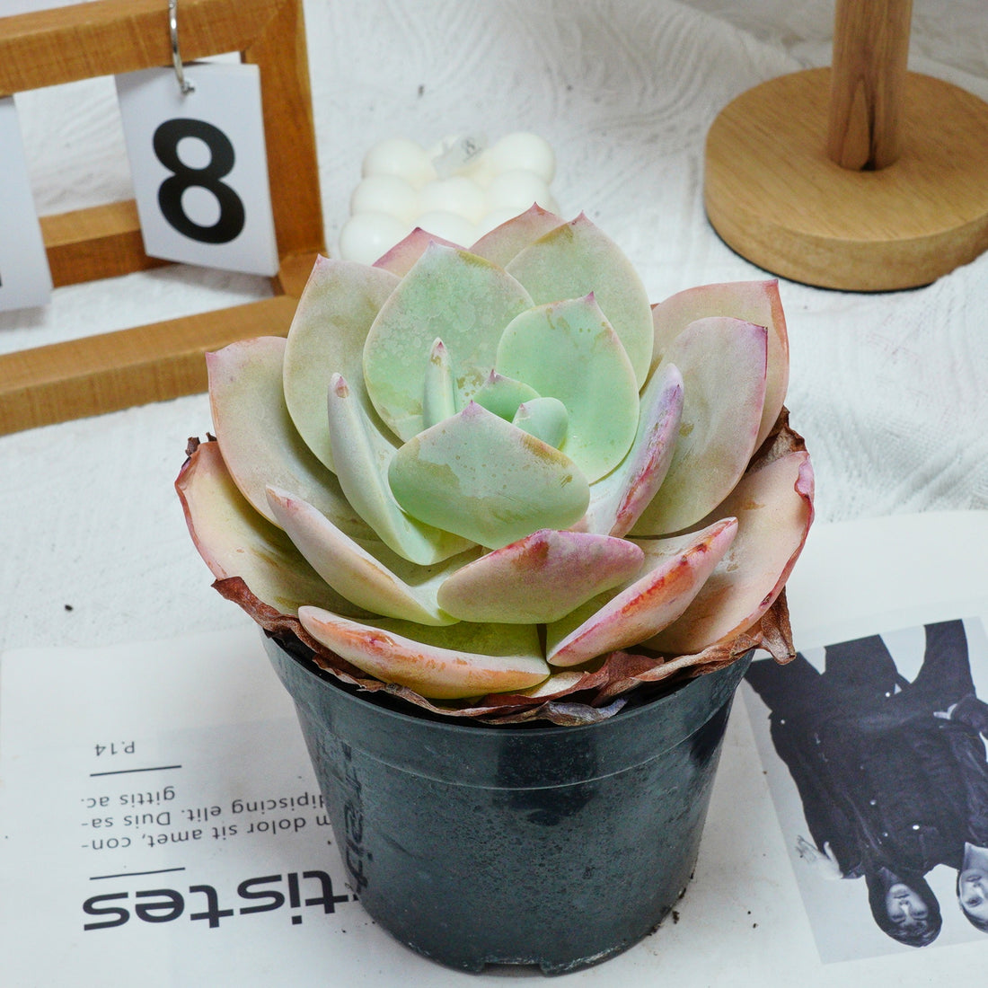 6'' Echeveria Hakuhou, Rare Live Succulent Plants