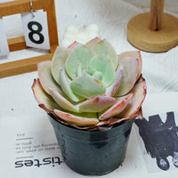 6'' Echeveria Hakuhou, Rare Live Succulent Plants