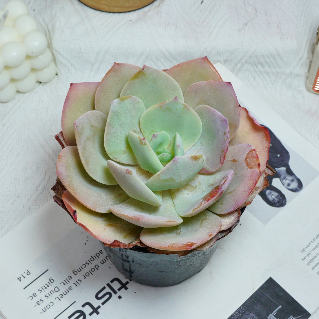 6'' Echeveria Hakuhou, Rare Live Succulent Plants
