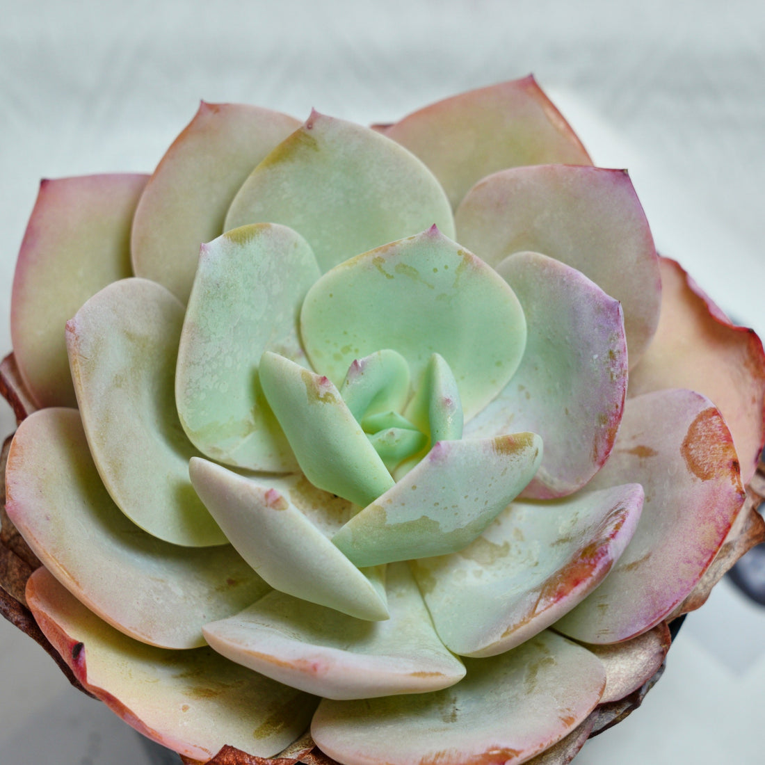 6'' Echeveria Hakuhou, Rare Live Succulent Plants