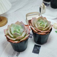 6'' Echeveria Hakuhou, Rare Live Succulent Plants
