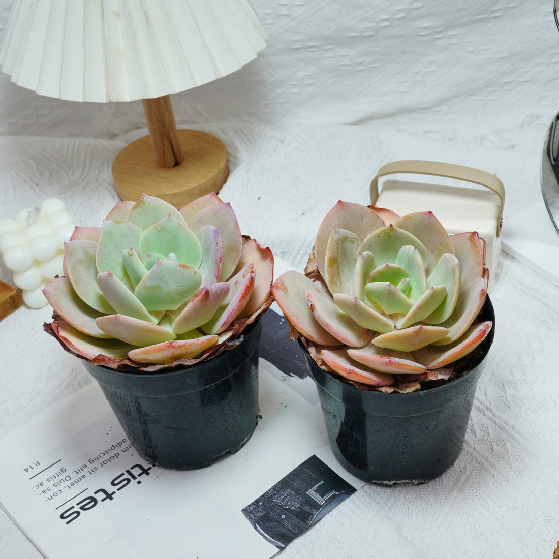 6'' Echeveria Hakuhou, Rare Live Succulent Plants