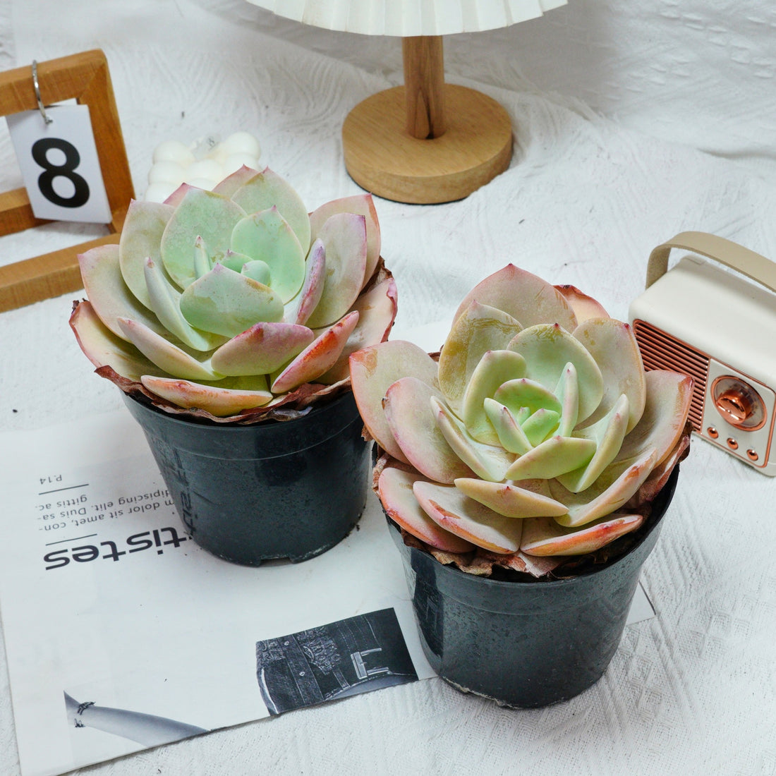 6'' Echeveria Hakuhou, Rare Live Succulent Plants
