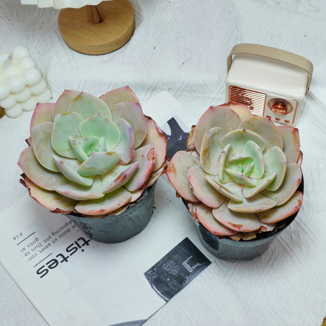 6'' Echeveria Hakuhou, Rare Live Succulent Plants