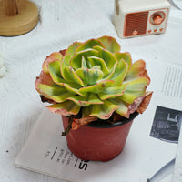 5'' Echeveria Sunset Peony Variegated, Rare Live Succulent Plants