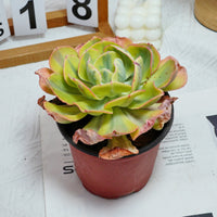 5'' Echeveria Sunset Peony Variegated, Rare Live Succulent Plants